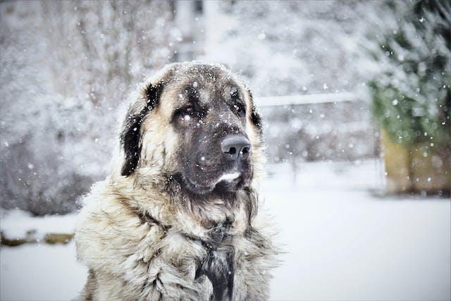 کانگال (Kangal)